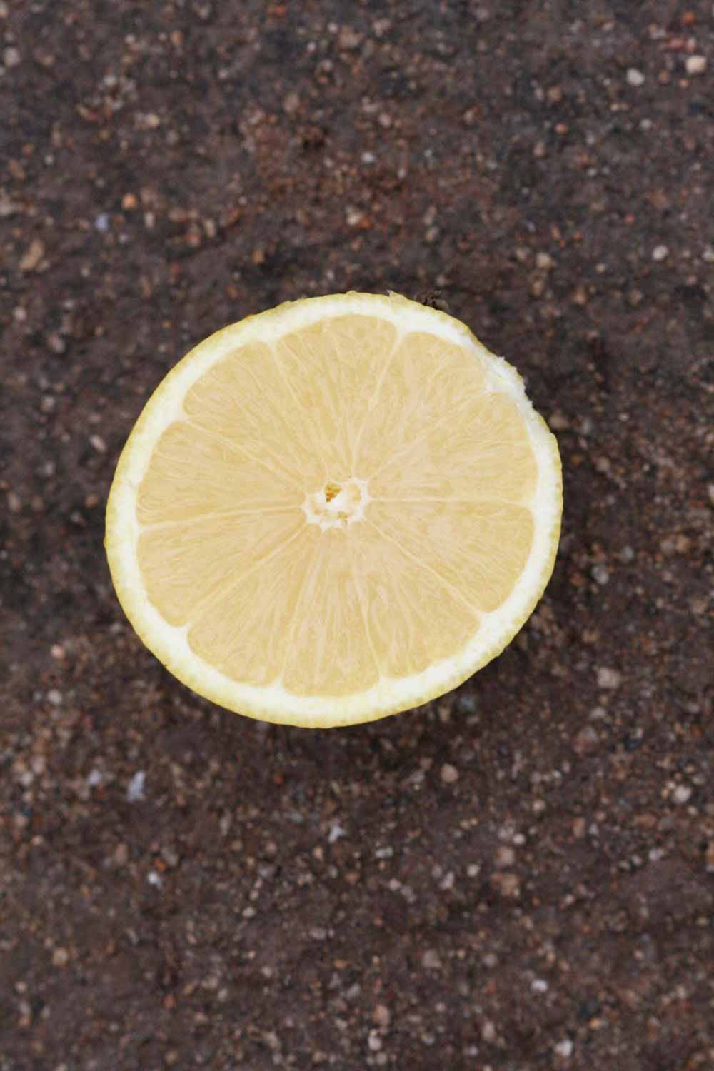              Fruit cross-section (Riverside, CA)       